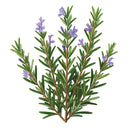Rosemary