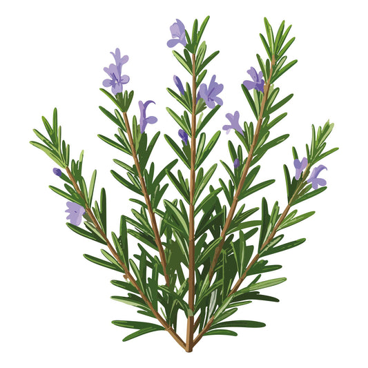 Rosemary