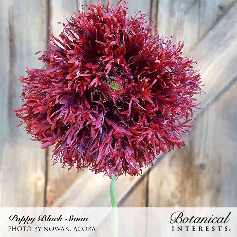 black poppy flower seeds Black Swan Poppy Seeds