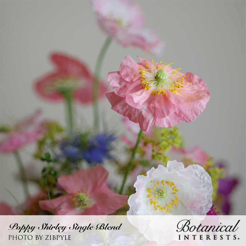 planting shirley poppy seeds Shirley Single Blend Corn Poppy Seeds – Epic Gardening