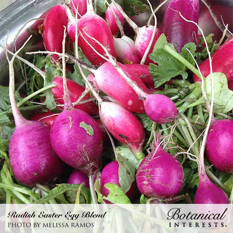 easter egg plant seeds Easter Egg Blend Radish Seeds