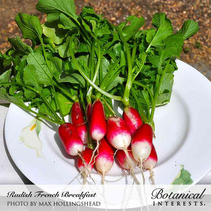 French Breakfast Radish Seeds