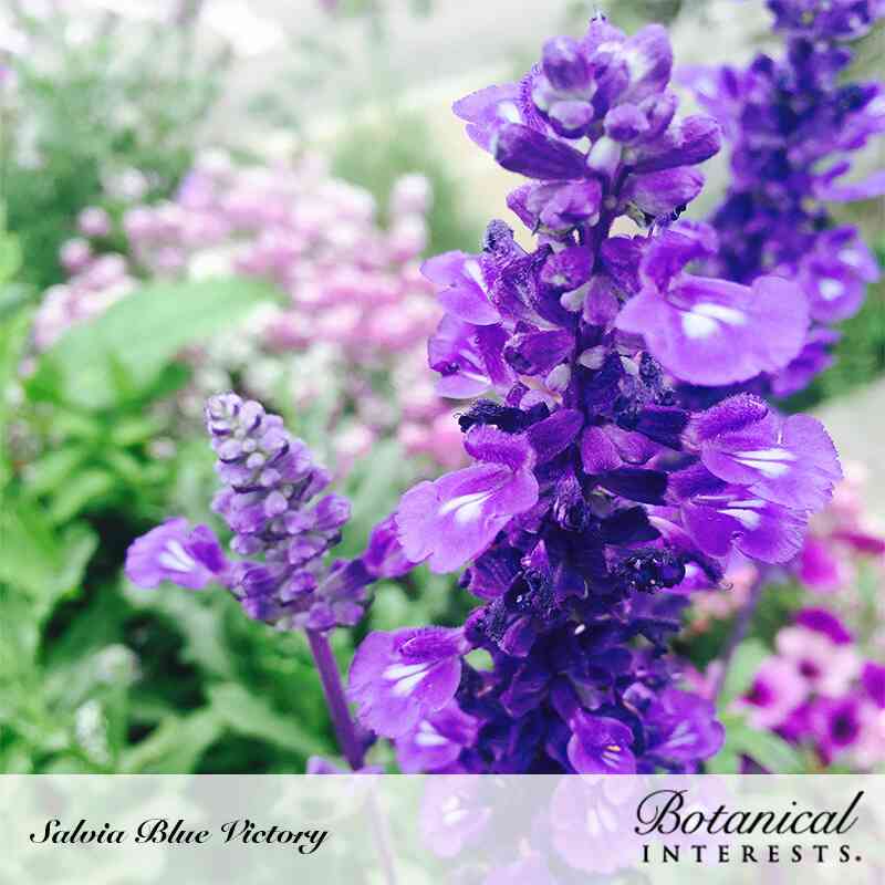 Blue Victory Salvia Seeds