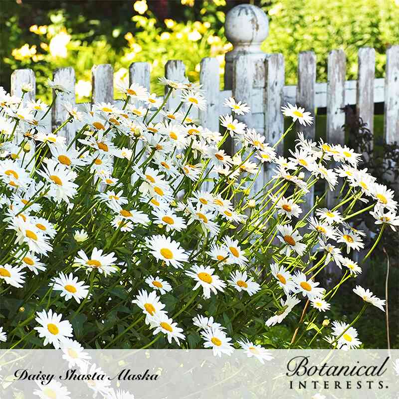 alaska garden seeds Alaska Shasta Daisy Seeds