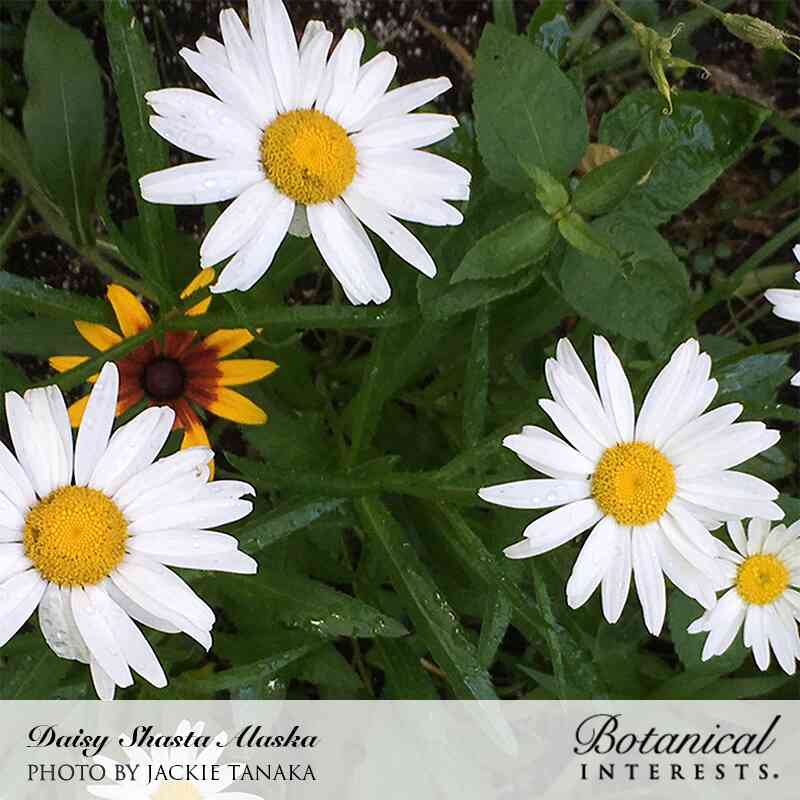 Alaska Shasta Daisy Seeds