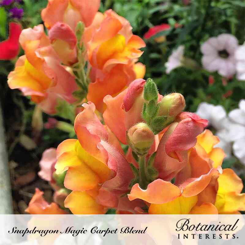 Magic Carpet Blend Snapdragon Seeds