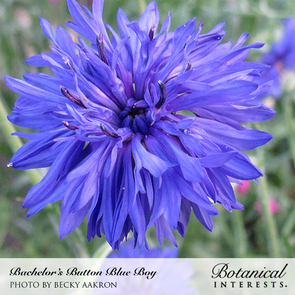 Blue Boy Bachelor's Button Seeds Product Image