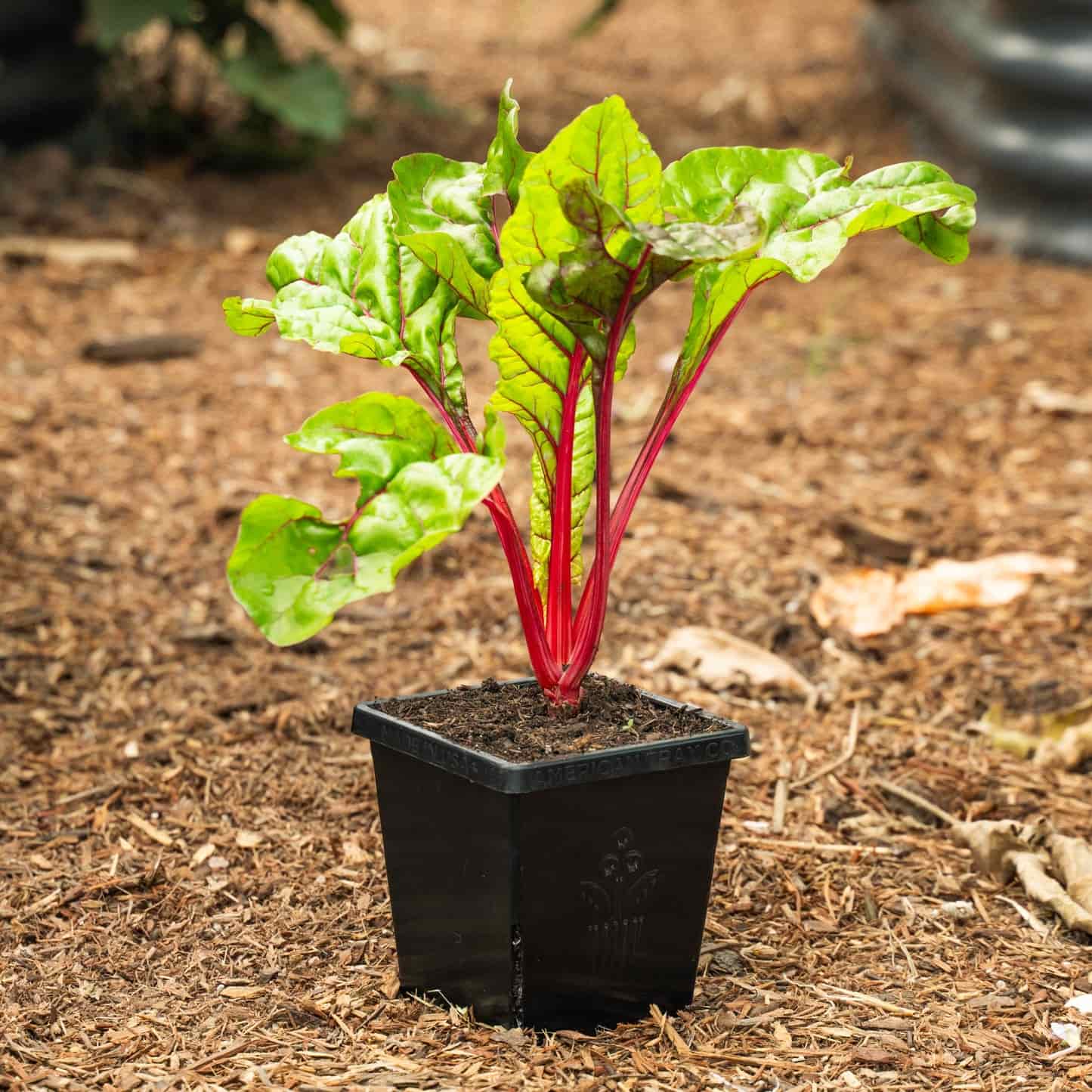 Seed Starting Supplies Epic Gardening Seed starting supplies epic gardening