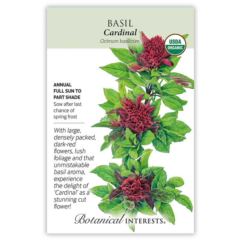 basil plant with seeds Cardinal Basil Seeds