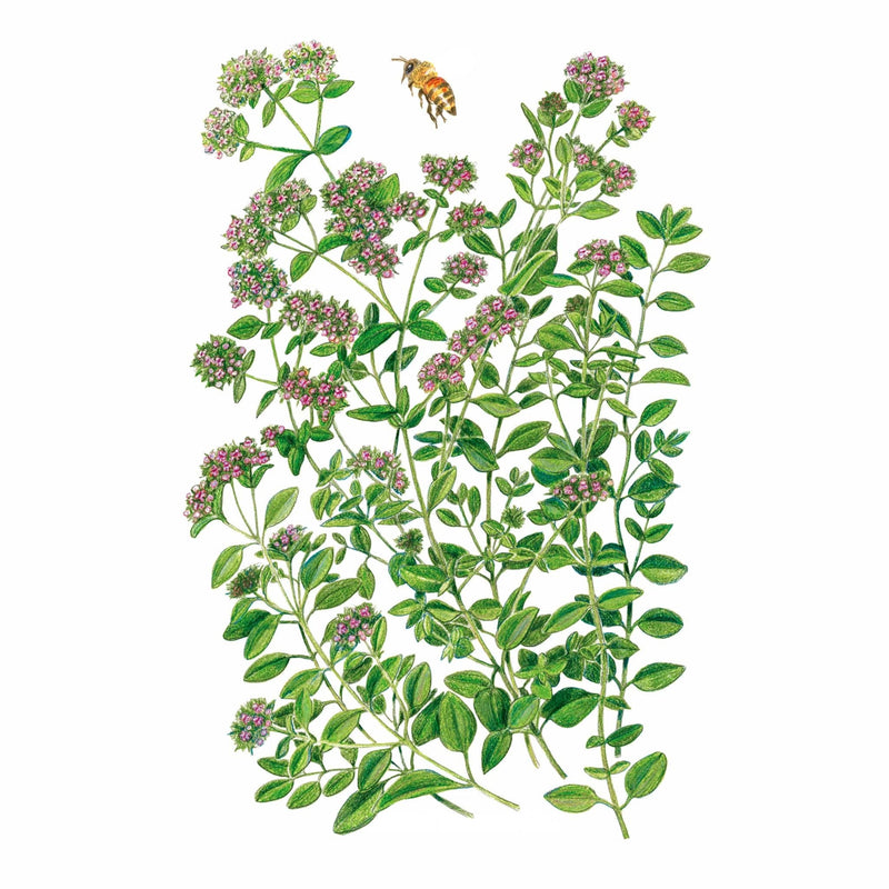 planting marjoram seeds Botanical Interests Marjoram Organic Seeds