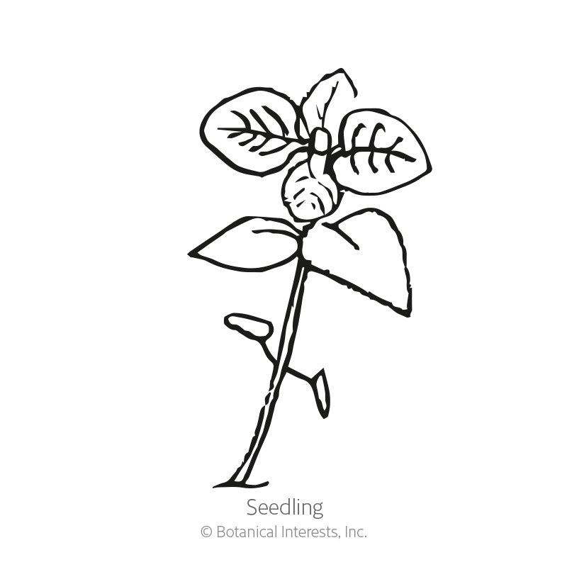 Marjoram Seeds Product Image