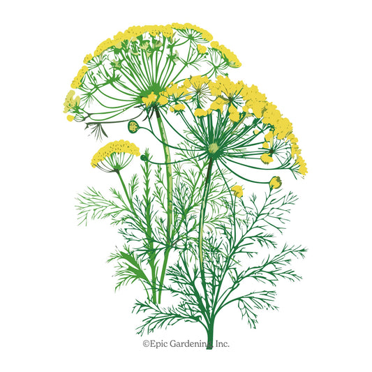 Mammoth Dill