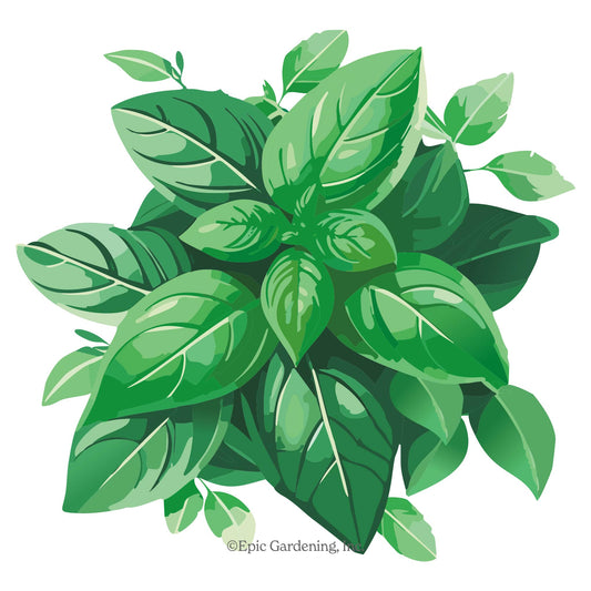 Genovese Basil