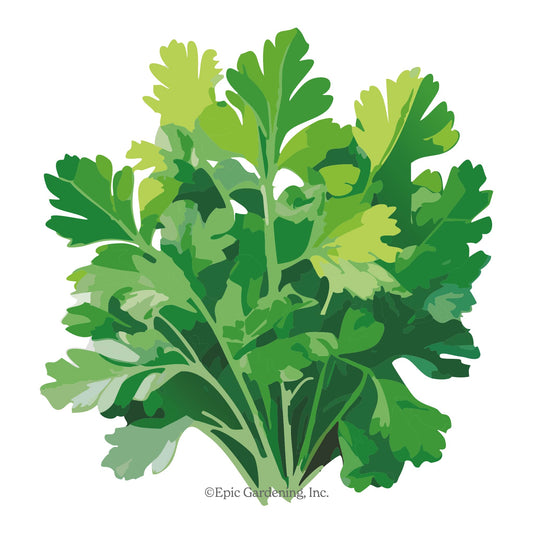 Plain Parsley