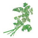 Moss Curled Parsley Seeds