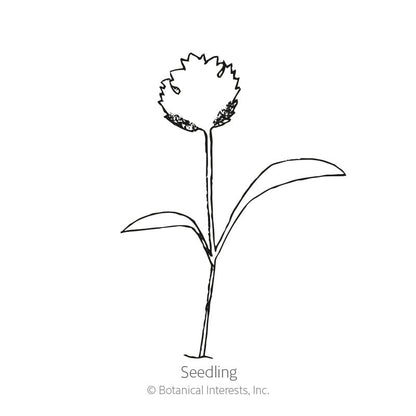 Long Standing Santo Cilantro/Coriander Seeds