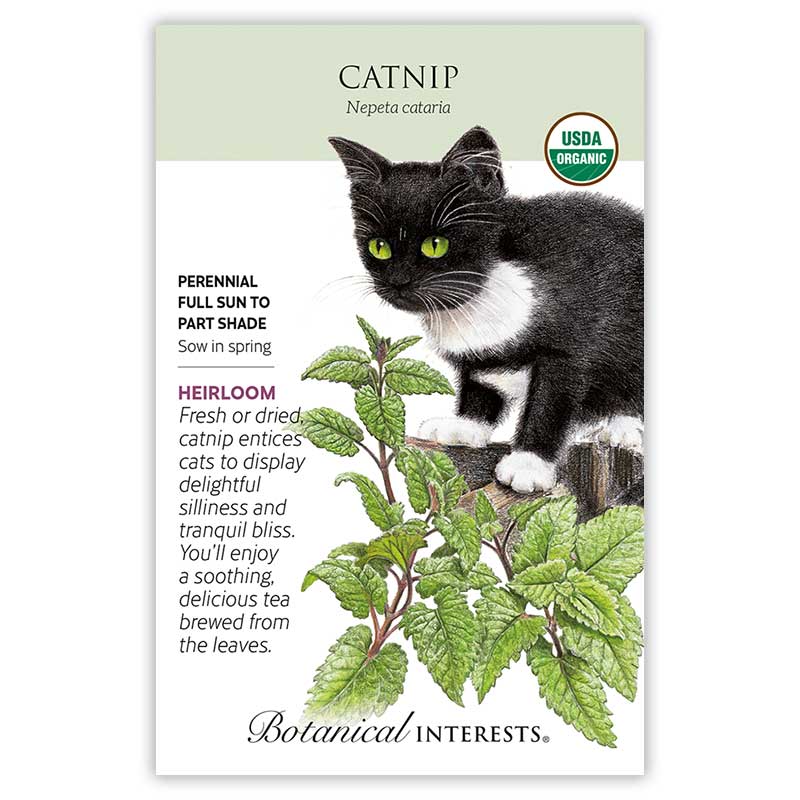 catnip seeds for planting Catnip Seeds, Organic