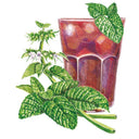Lemon Balm Seeds