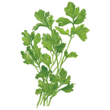 Parsley Italian Giant Org