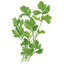 Parsley Italian Giant Org