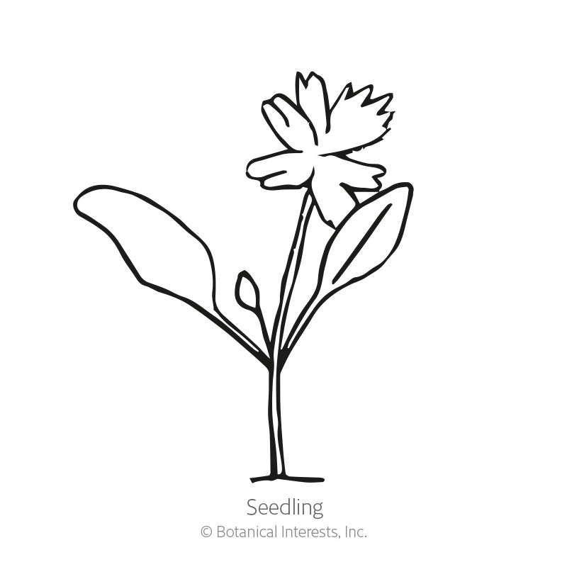 Parsley Italian Giant Org