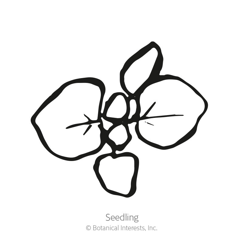 Common Oregano Seeds Product Image