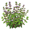 English Thyme
