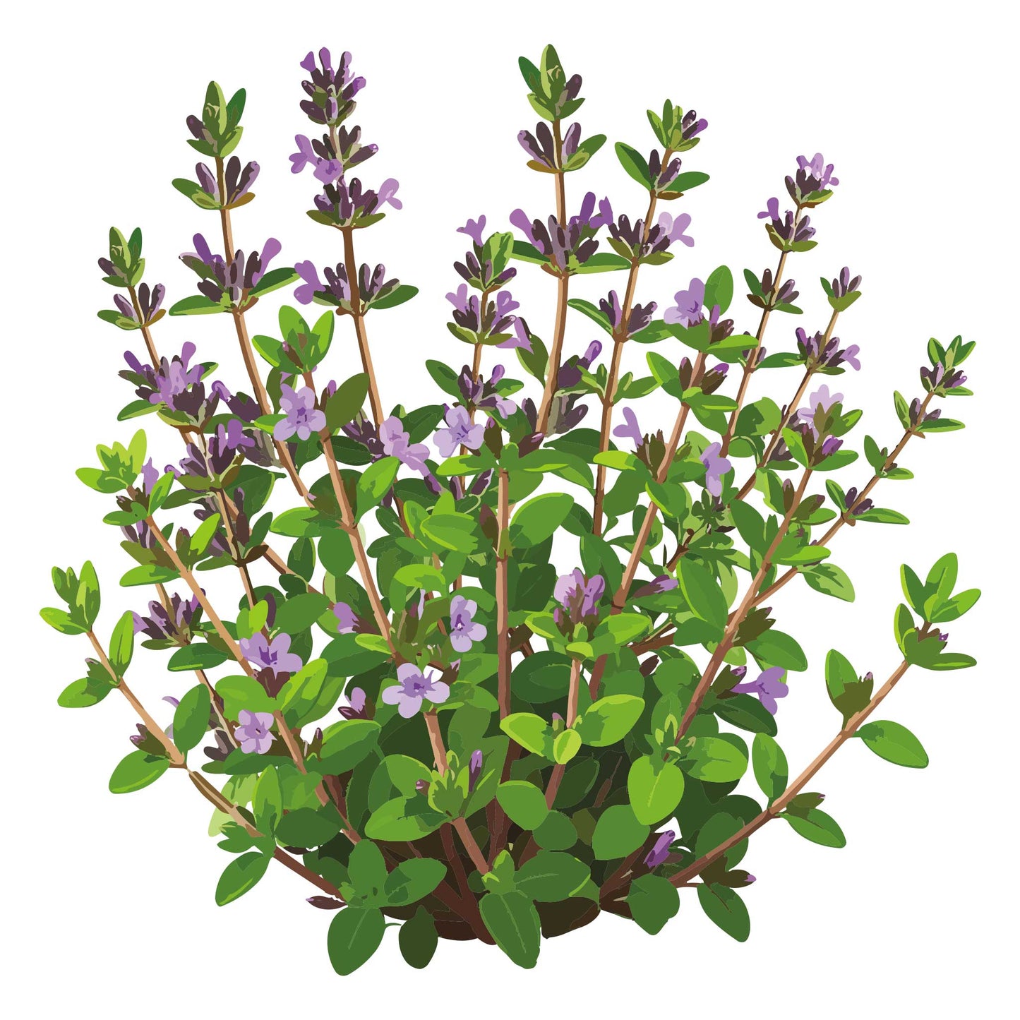 English Thyme