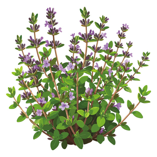 English Thyme
