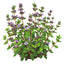 English Thyme