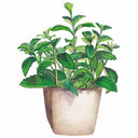Candy Stevia Seeds