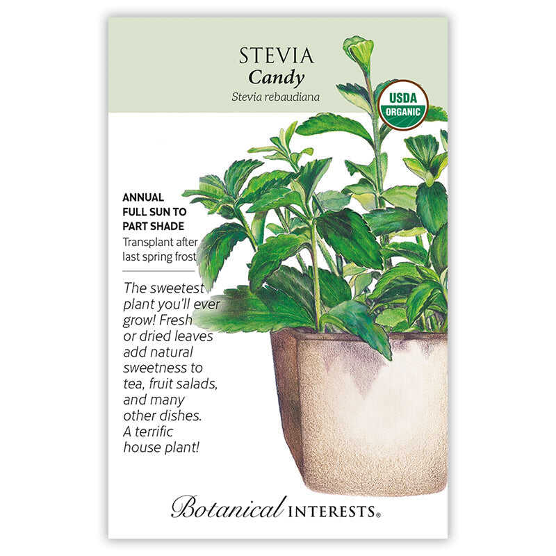 stevia plant indoors Candy Stevia Seeds
