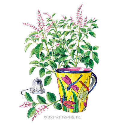 Tulsi Holy Basil Seeds