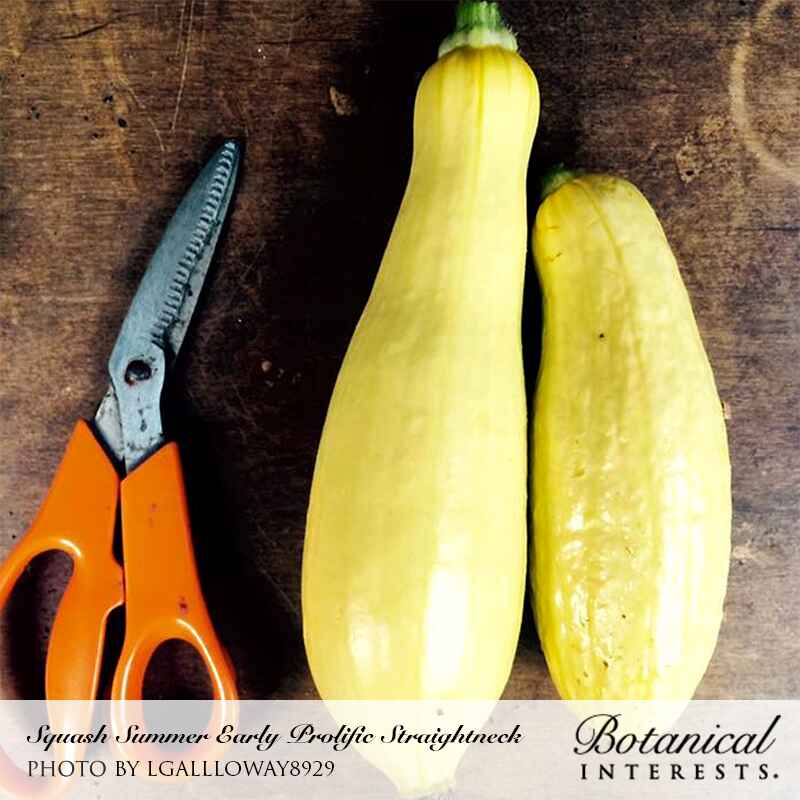 Early Prolific Straightneck Summer Squash Seeds