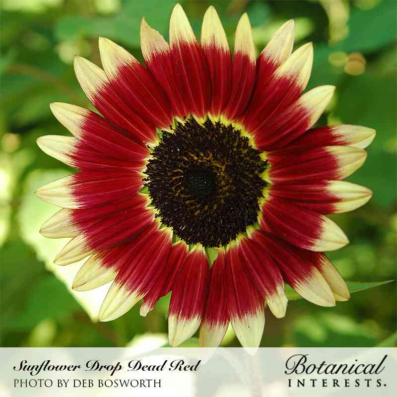 planting red sunflower seeds Sunflower Drop Dead Red