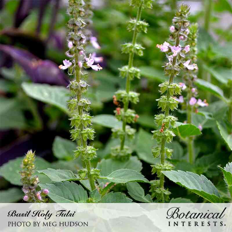 basil seeds flower Tulsi Holy Basil Seeds