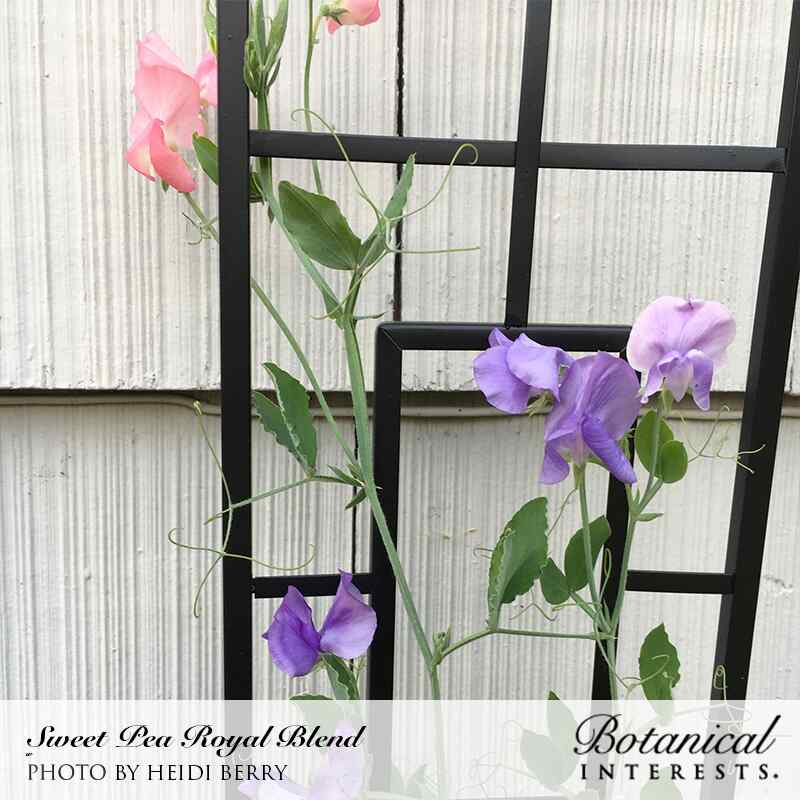 sweet peas planting from seed Royal Blend Sweet Pea Seeds – Epic Gardening