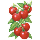 Glacier Bush Tomato Seeds