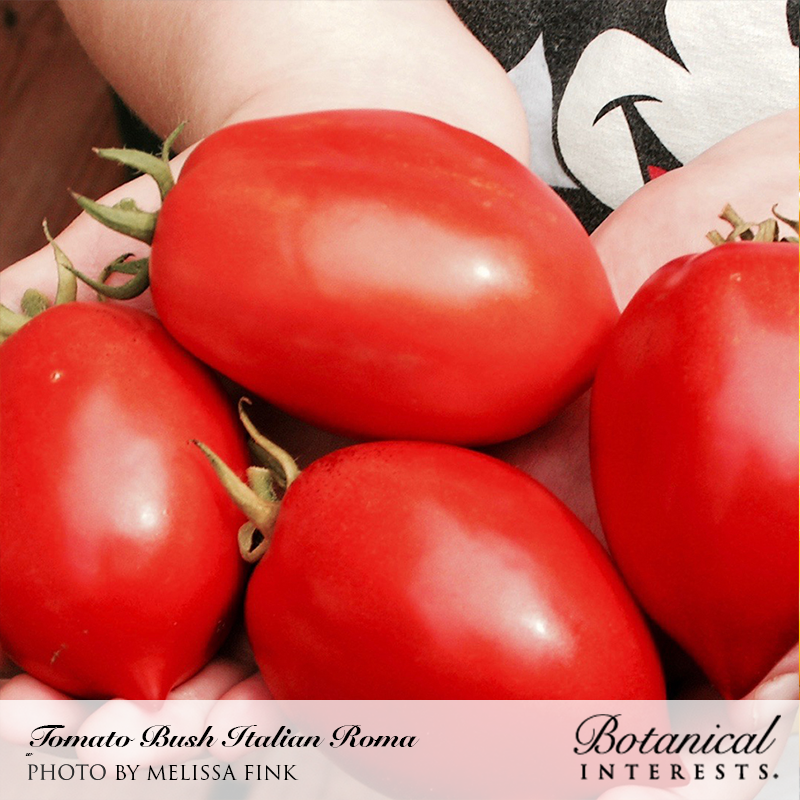 Italian Roma Bush Tomato Seeds