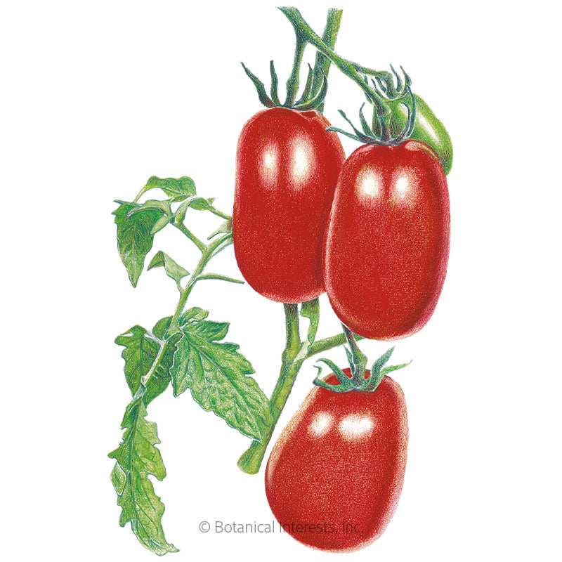 Italian Roma Bush Tomato Seeds