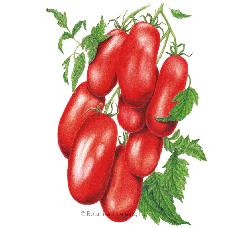 Supremo Bush Roma Tomato Seeds Product Image