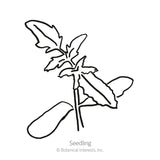 Supremo Bush Roma Tomato Seeds