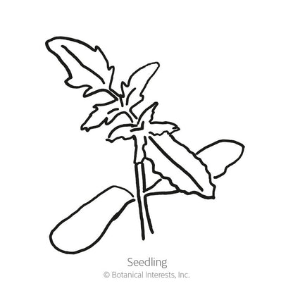 Supremo Bush Roma Tomato Seeds