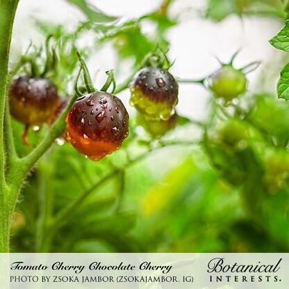 Chocolate Cherry Pole Cherry Tomato Seeds