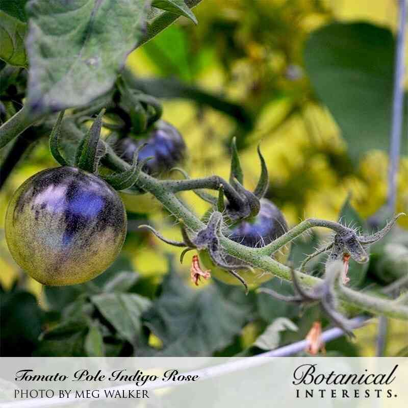 Indigo Rose Pole Cherry Tomato Seeds