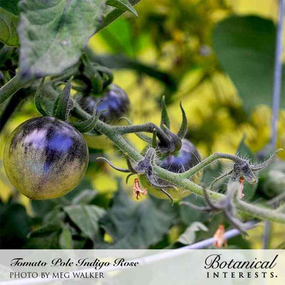 Indigo Rose Pole Cherry Tomato Seeds