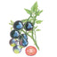 Indigo Rose Pole Cherry Tomato Seeds