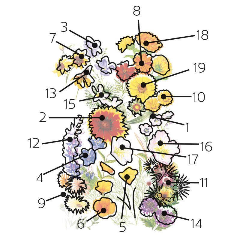watering flower seeds Water-Wise Garden Flower Mix Seeds
