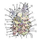 Grandmother's Cut Flower Garden Flower Mix Seeds