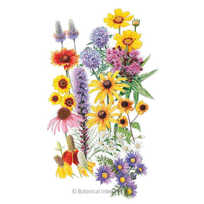 Prairie Splendor Flower Mix Seeds